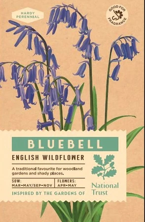 National Trust Bluebell Seed - image 2