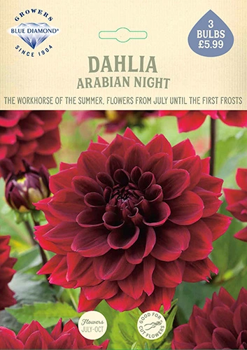 Dahlia Arabian Night - image 2