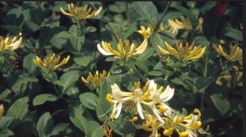 Lonicera Japonica Halliana 3L