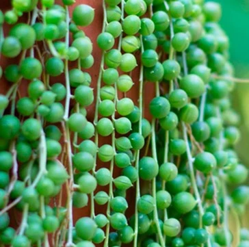 Senecio Rowleyanus 14cm - image 3