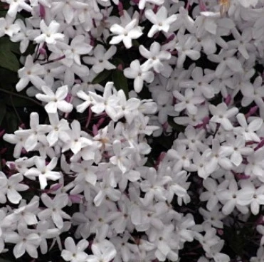 Jasmine 12Cm - image 2