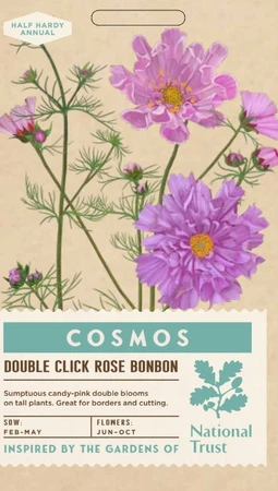 COSMOS Double Click Rose Bonbon - image 1