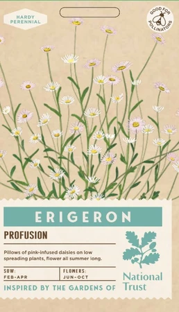 ERIGERON Profusion - image 1