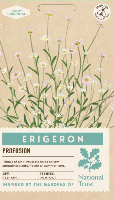 ERIGERON Profusion - image 1