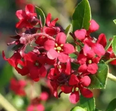 Escallonia Red Dream 3L - image 1