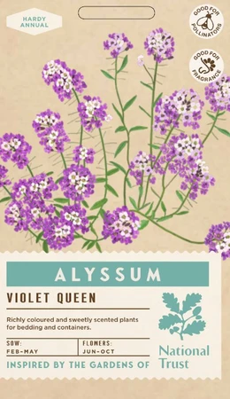 ALYSSUM Violet Queen - image 1