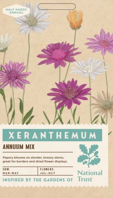 XERANTHEMUM annus Mix - image 1
