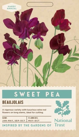 SWEET PEA Beaujolais - image 1