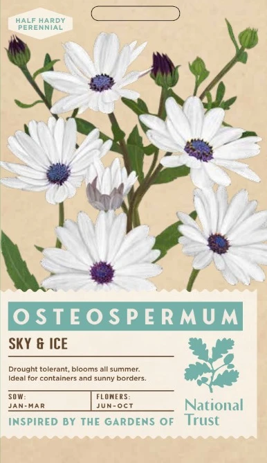 OSTEOSPERMUM Sky and Ice - image 1