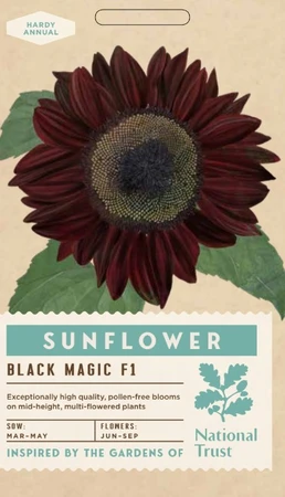 SUNFLOWER Black Magic F1 - image 1