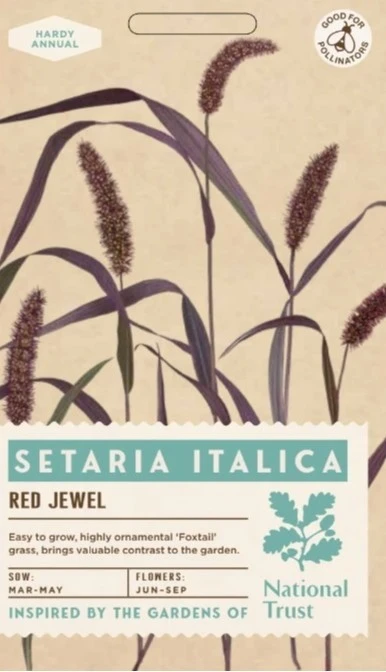 SETARIA italica Red Jewel - image 1