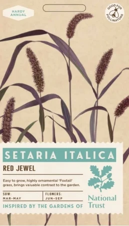 SETARIA italica Red Jewel - image 1