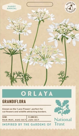 ORLAYA Grandiflora - image 1