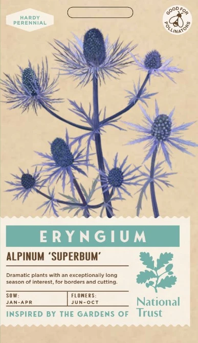 ERYNGIUM alpinum Superbum - image 1