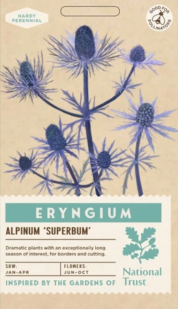 ERYNGIUM alpinum Superbum - image 1