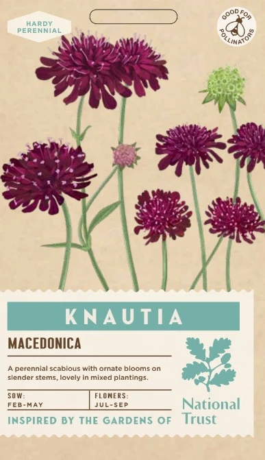 KNAUTIA macedonica - image 1