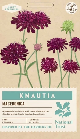 KNAUTIA macedonica - image 1