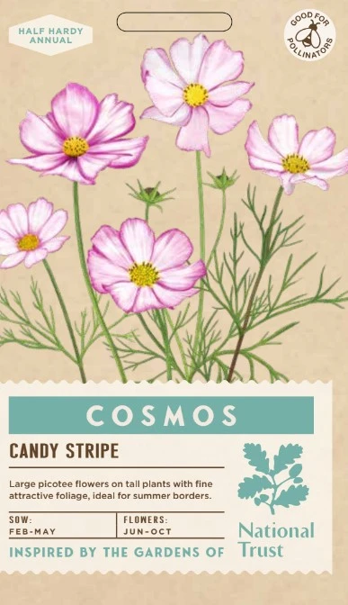 COSMOS Candy Stripe - image 1