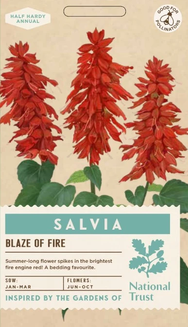 SALVIA Blaze of Fire - image 1