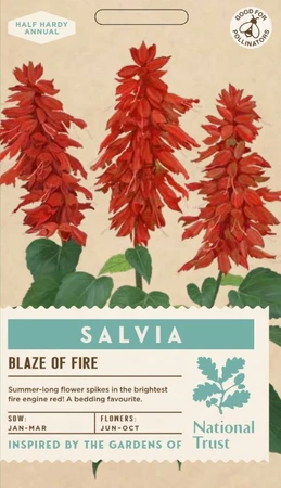 SALVIA Blaze of Fire - image 1