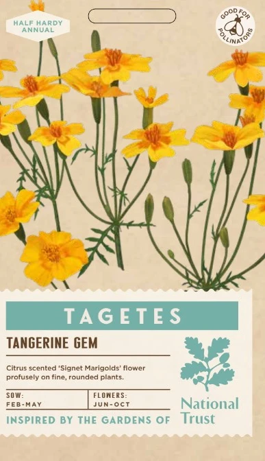 TAGETES tenuifolia Tangerine Gem - image 1