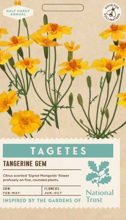 TAGETES tenuifolia Tangerine Gem - image 1