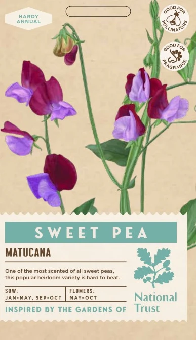 SWEET PEA Matucana - image 1