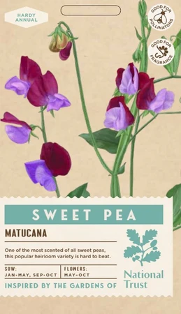 SWEET PEA Matucana - image 1