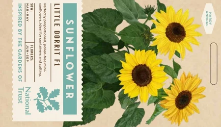 SUNFLOWER Little Dorrit F1 - image 1