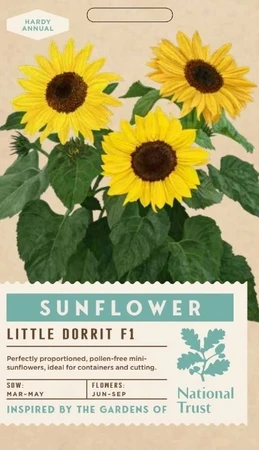 SUNFLOWER Little Dorrit F1 - image 1
