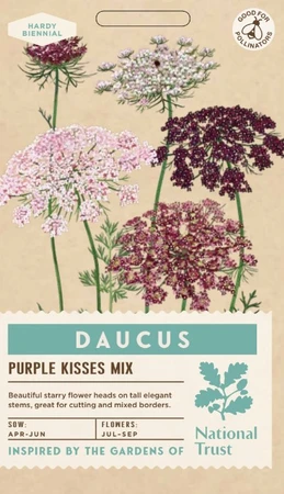 DAUCUS Purple Kisses Mixed - image 1