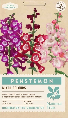 PENSTEMON Mixed Colours - image 1