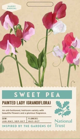 SWEET PEA Painted Lady - image 1