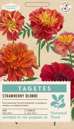 TAGETES patula Stawberry Blonde - image 1