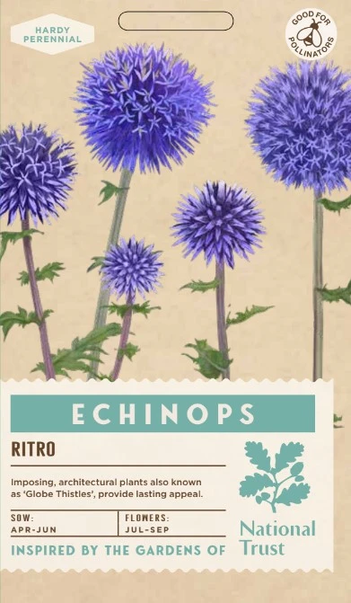ECHINOPS ritro - image 1