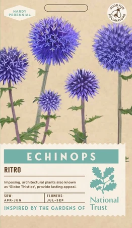 ECHINOPS ritro - image 1