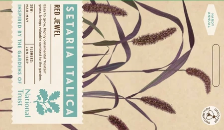 SETARIA italica Red Jewel - image 1