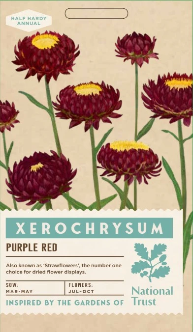 XEROCHRYSUM bacteatum Purple Red - image 1