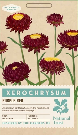 XEROCHRYSUM bacteatum Purple Red - image 1