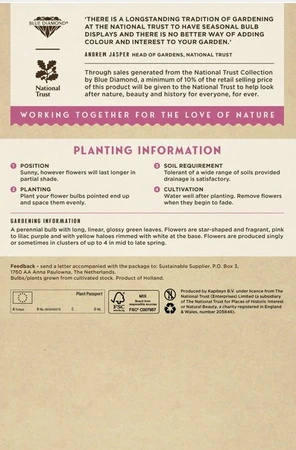 Tulip Specie Saxatilis - image 5