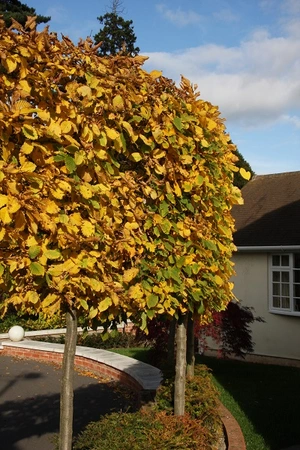Carpinus Betulus 12L