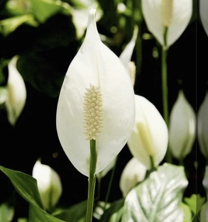 Spathiphyllum 17Cm - image 2