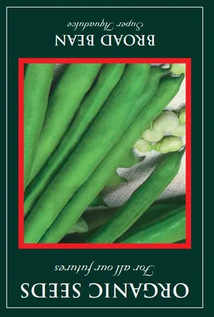 Broad Bean Super Aquadulce - image 1