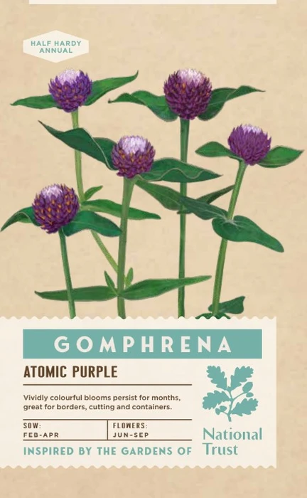 GOMPHRENA Atomic Purple - image 1