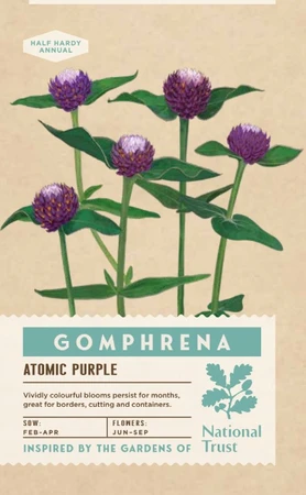 GOMPHRENA Atomic Purple - image 1