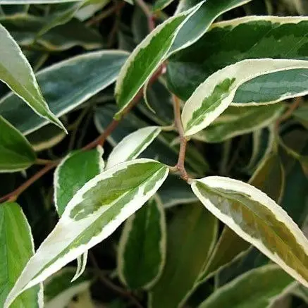 Leucothoe Font. White Water 2L - image 3