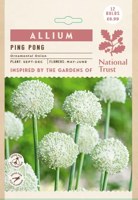 Allium Ping Pong NE - image 2