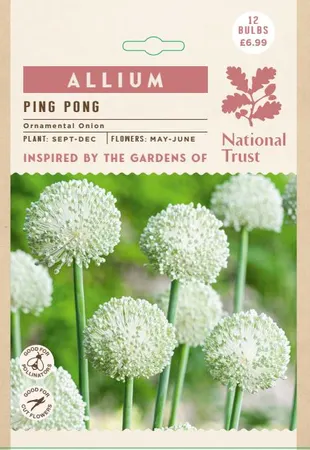 Allium Ping Pong NE - image 2