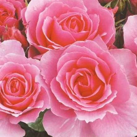 Youre Beautiful HALF STD 10L