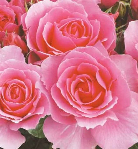 Youre Beautiful FL 4.5L ROTY 2013